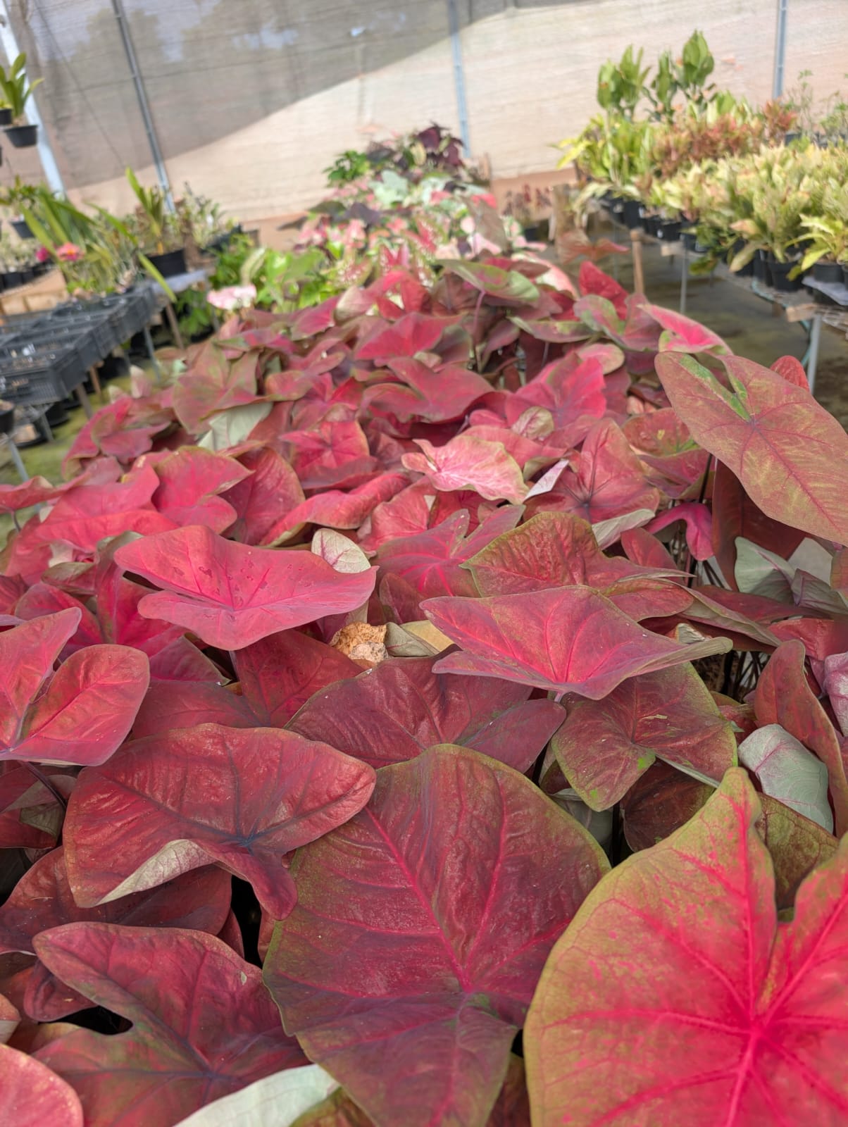CALADIUM | MAR VERMELHO - Apolonia Grade