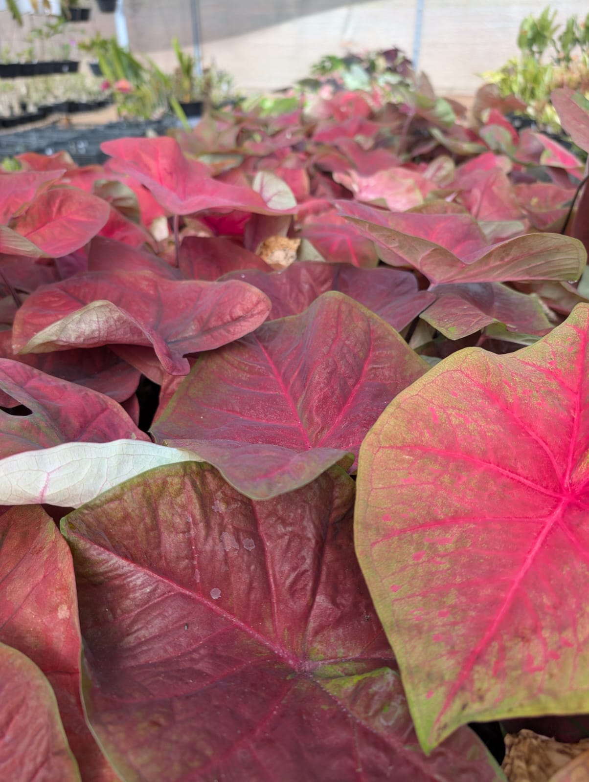 CALADIUM | MAR VERMELHO - Apolonia Grade