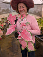 CALADIUM | PINK PANTHER 010 - Apolonia Grade