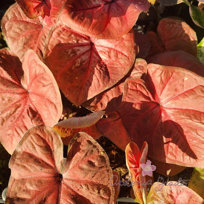 CALADIUM | RED KING | 002 - Apolonia Grade