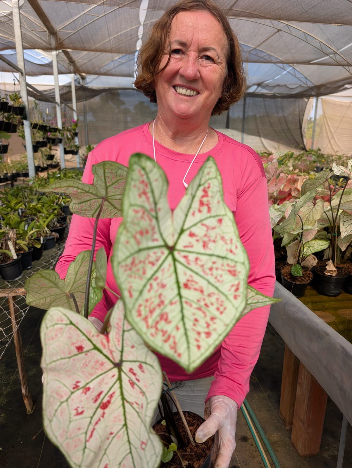 CALADIUM | STRAWBERRY STAR 011 - Apolonia Grade