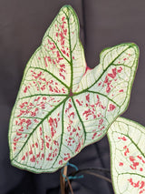CALADIUM | STRAWBERRY STAR 011 - Apolonia Grade