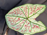 CALADIUM | STRAWBERRY STAR 011 - Apolonia Grade