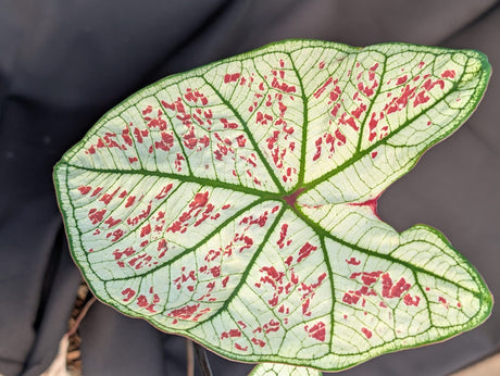 CALADIUM | STRAWBERRY STAR 011 - Apolonia Grade