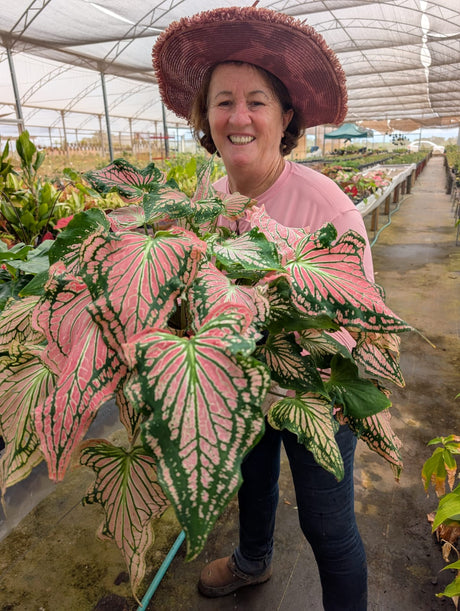 CALADIUM | THAI BEAUTY | 003 - Apolonia Grade