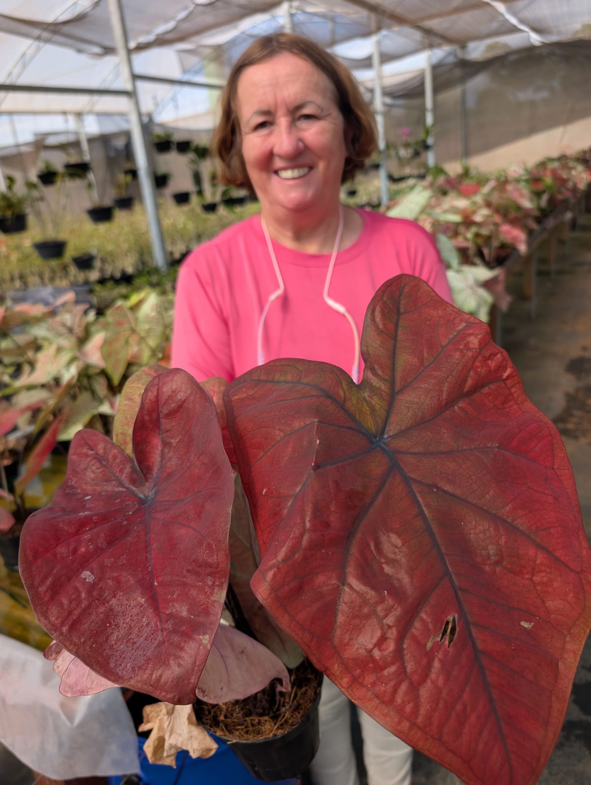 CALADIUM | THAI DINASTY 012 - Apolonia Grade