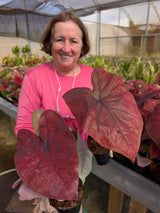 CALADIUM | THAI DINASTY 012 - Apolonia Grade