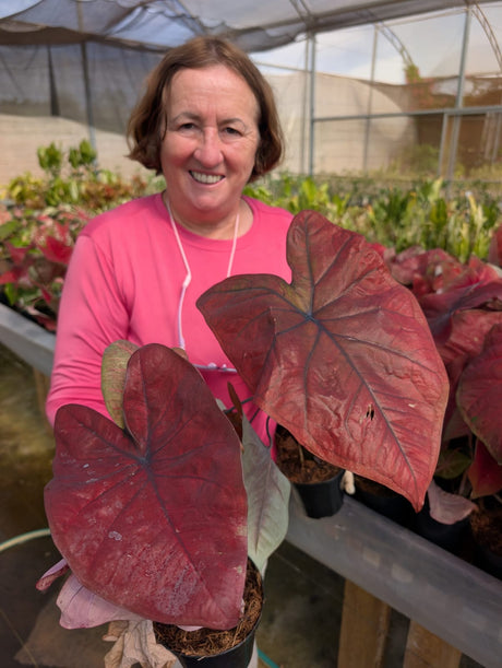 CALADIUM | THAI DINASTY 012 - Apolonia Grade