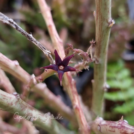 CARALLUMA STALAGMIFERA - CACTO ESTRELA - FEDIDINHA - Apolonia Grade