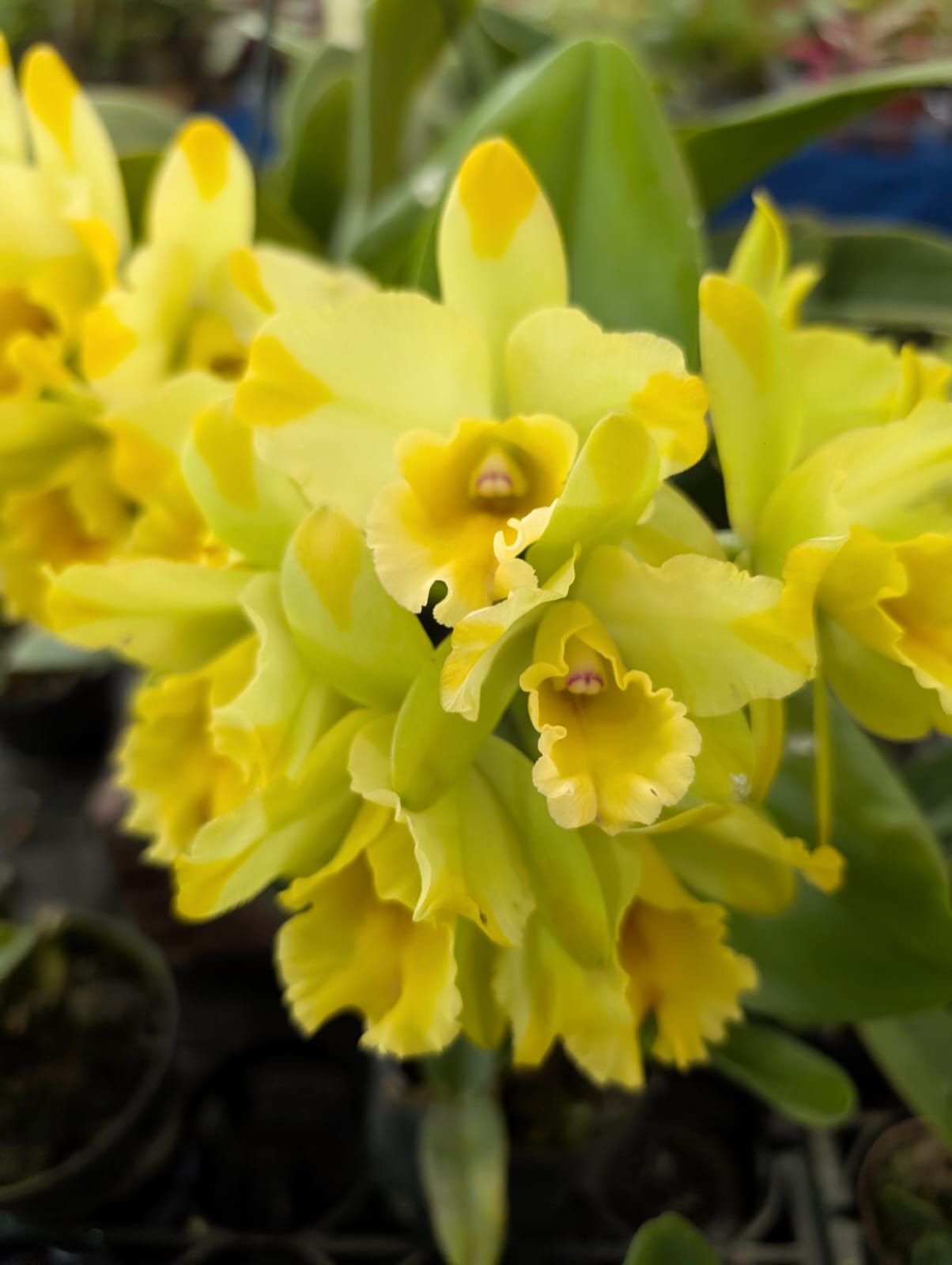 CATTLEYA DESTINE DIXXON | ORQUÍDEA AMARELA - Apolonia Grade