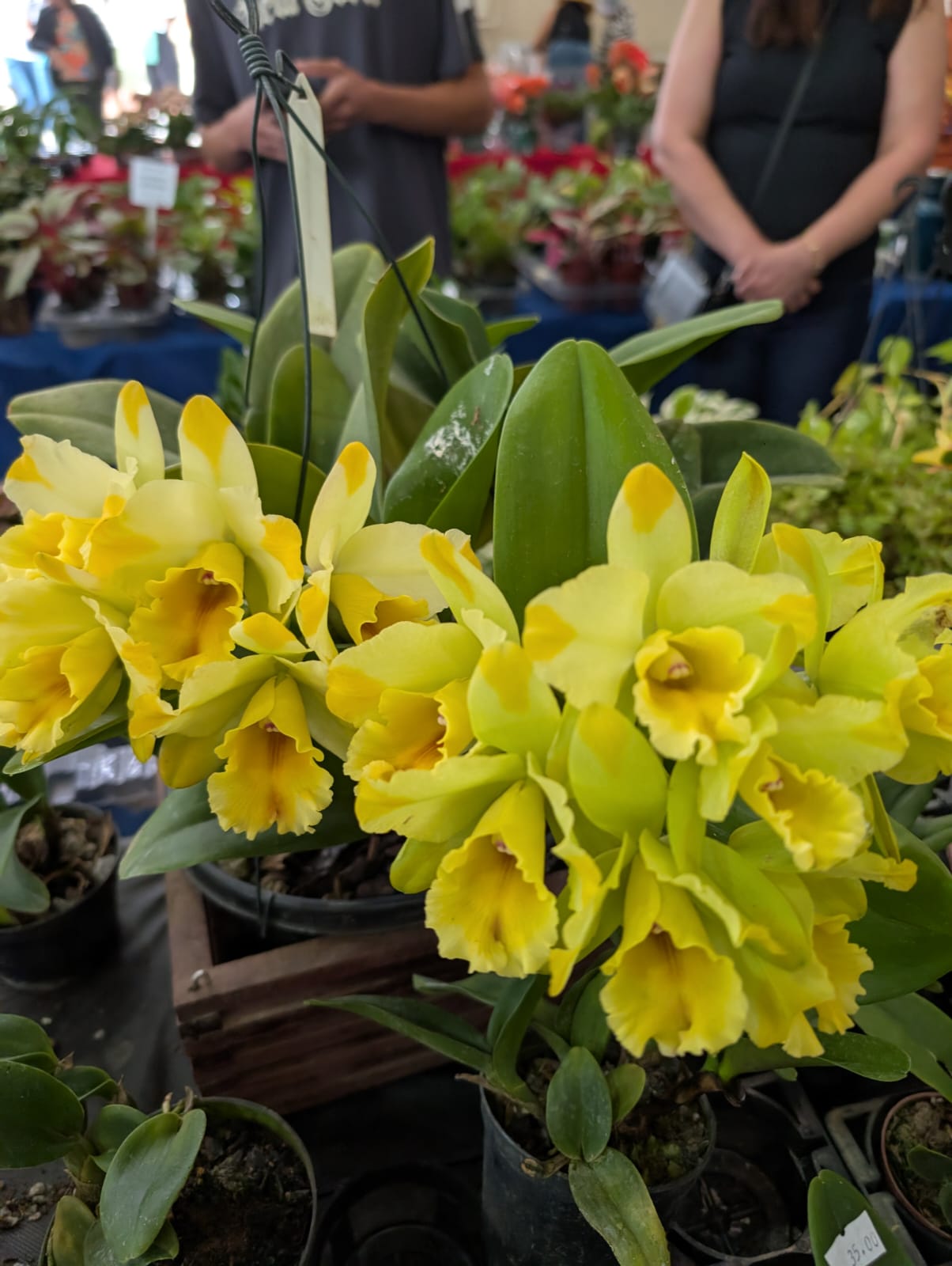 CATTLEYA DESTINE DIXXON | ORQUÍDEA AMARELA - Apolonia Grade
