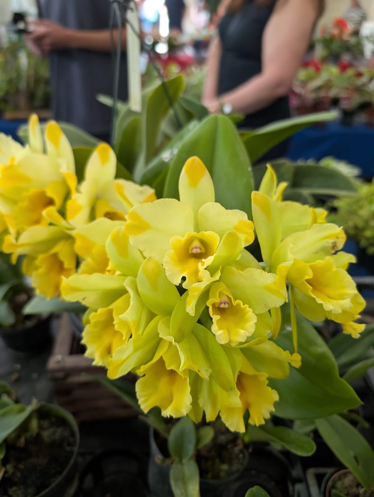 CATTLEYA DESTINE DIXXON | ORQUÍDEA AMARELA - Apolonia Grade