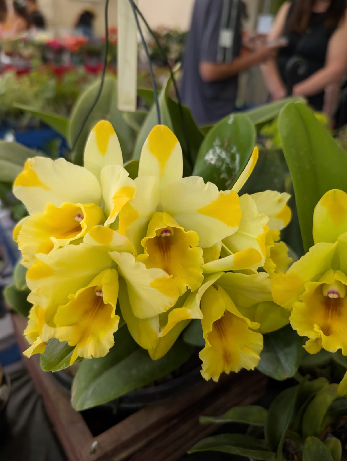 CATTLEYA DESTINE DIXXON | ORQUÍDEA AMARELA - Apolonia Grade