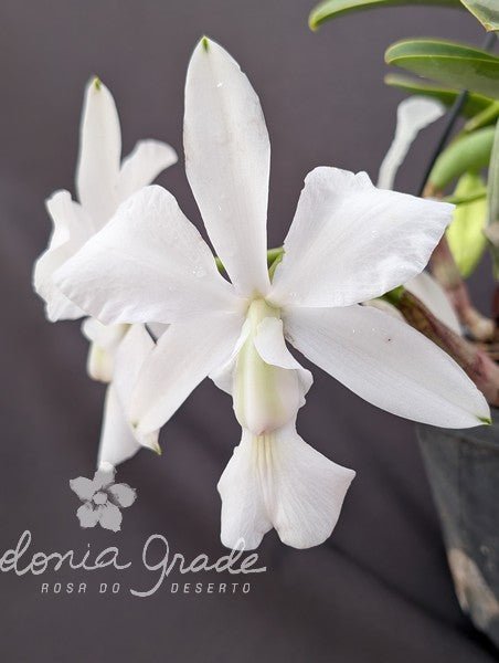 CATTLEYA WALKERIANA ALBESCENS - Apolonia Grade