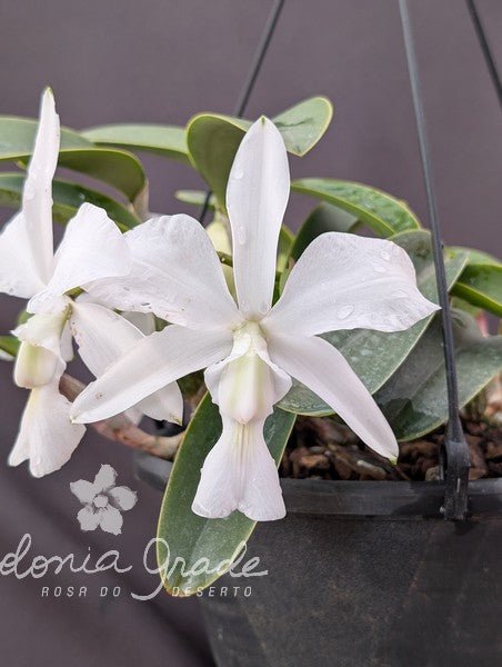 CATTLEYA WALKERIANA ALBESCENS - Apolonia Grade