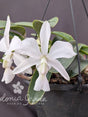 CATTLEYA WALKERIANA ALBESCENS - Apolonia Grade