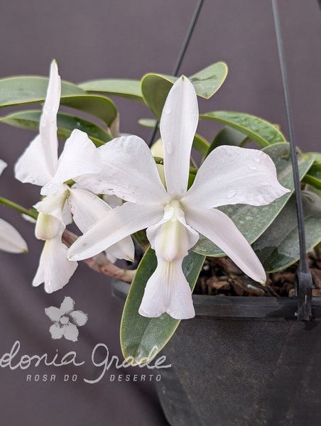 CATTLEYA WALKERIANA ALBESCENS - Apolonia Grade
