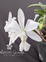 CATTLEYA WALKERIANA ALBESCENS - Apolonia Grade
