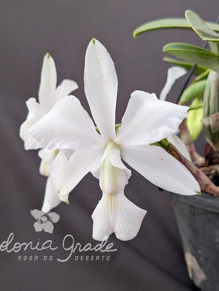 CATTLEYA WALKERIANA ALBESCENS - Apolonia Grade