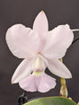 CATTLEYA WALKERIANA COERULEA - Apolonia Grade
