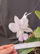 CATTLEYA WALKERIANA COERULEA - Apolonia Grade
