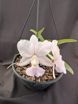 CATTLEYA WALKERIANA COERULEA - Apolonia Grade