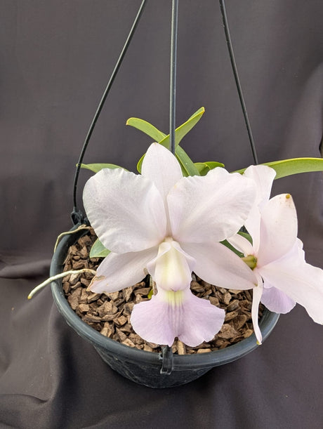 CATTLEYA WALKERIANA COERULEA - Apolonia Grade