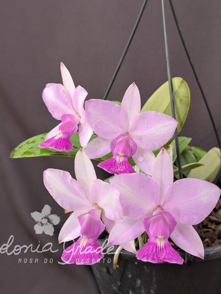 CATTLEYA WALKERIANA SEMI ALBA - Apolonia Grade