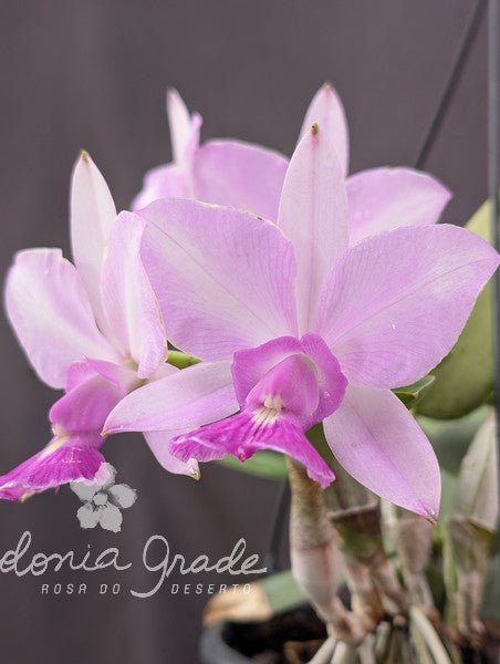 CATTLEYA WALKERIANA SEMI ALBA - Apolonia Grade