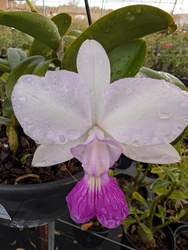 CATTLEYA WALKERIANA SEMI ALBA - Apolonia Grade