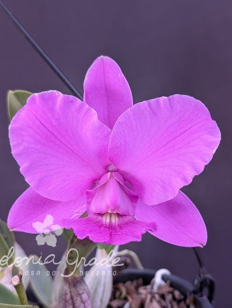 CATTLEYA WALKERIANA (TIPO) - Apolonia Grade