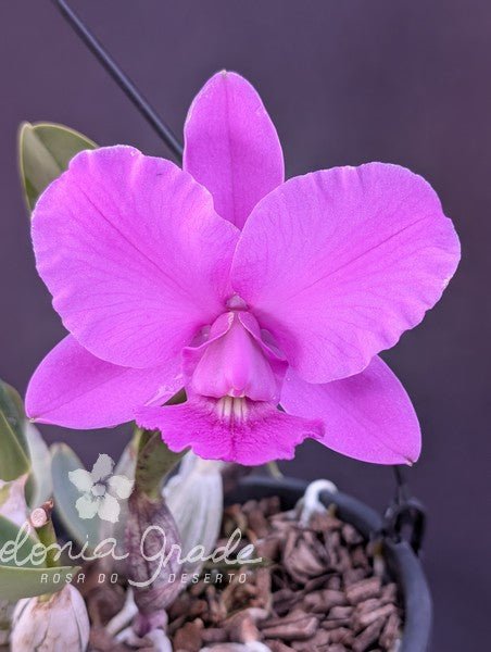 CATTLEYA WALKERIANA (TIPO) - Apolonia Grade