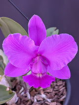 CATTLEYA WALKERIANA (TIPO) - Apolonia Grade