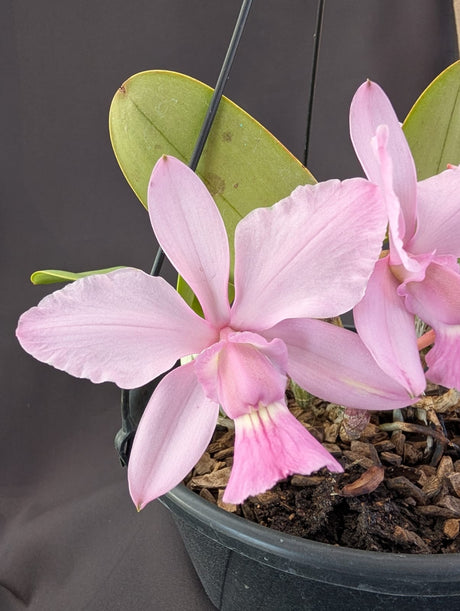 CATTLEYA WALKERIANA VINICOLOR - Apolonia Grade
