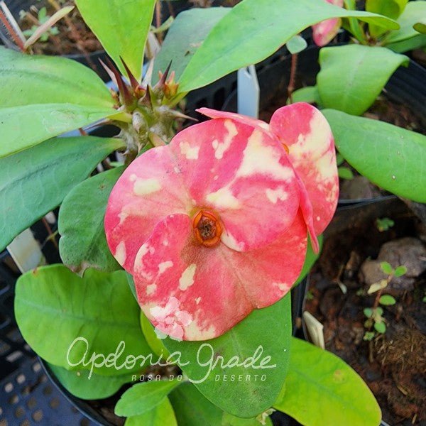 COROA DE CRISTO GIGANTE 05 - Euphorbia - Apolonia Grade