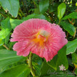 COSTUS SP - CANA DO BREJO (VARIEGATO) - Apolonia Grade