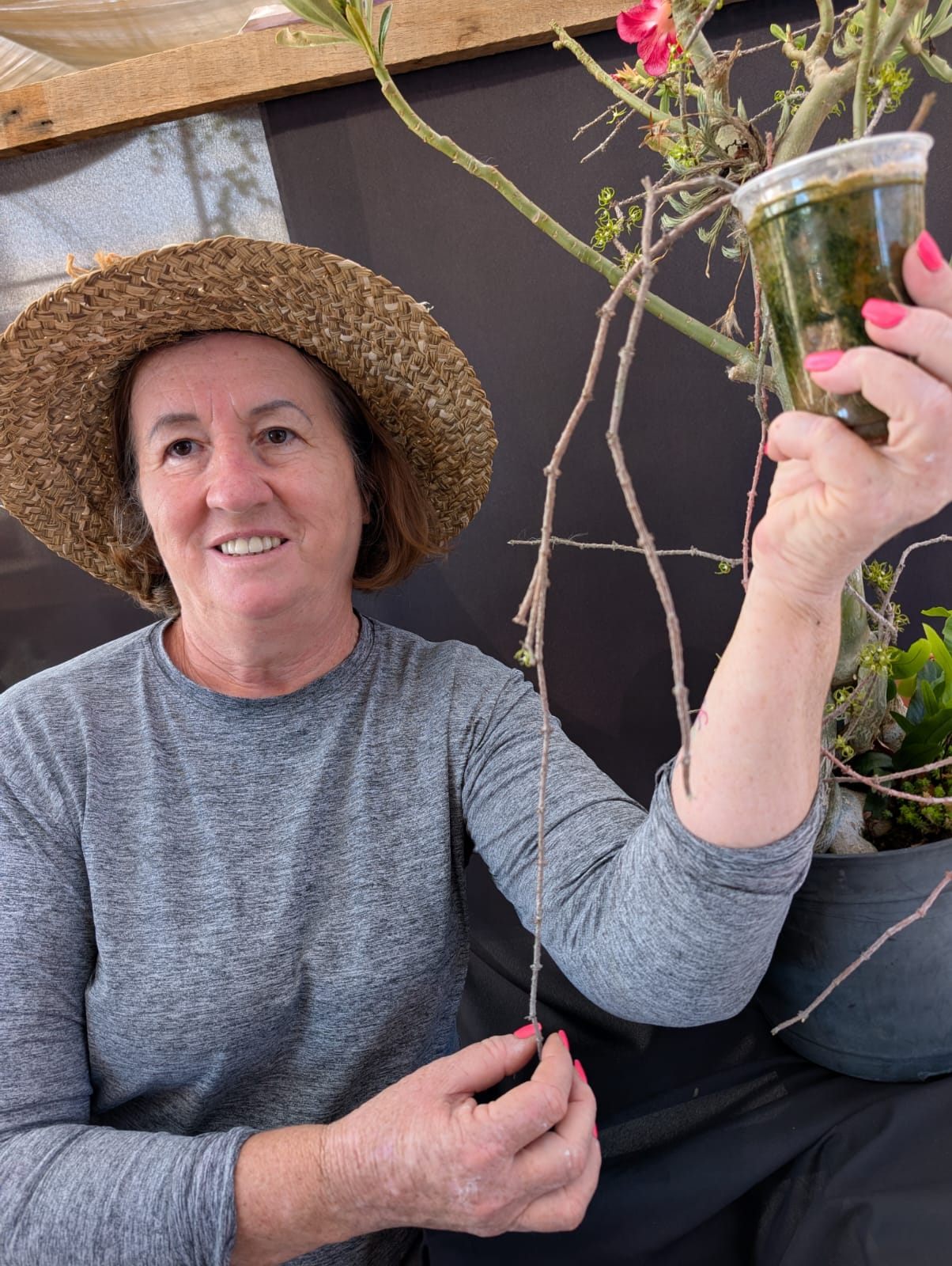 CYNANCHUM MARNIERIANUM - SUCULENTA - Apolonia Grade