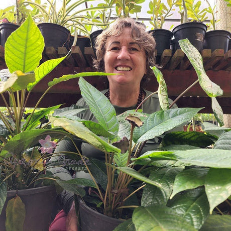 DORSTENIA LINEARIFOLIA - Apolonia Grade