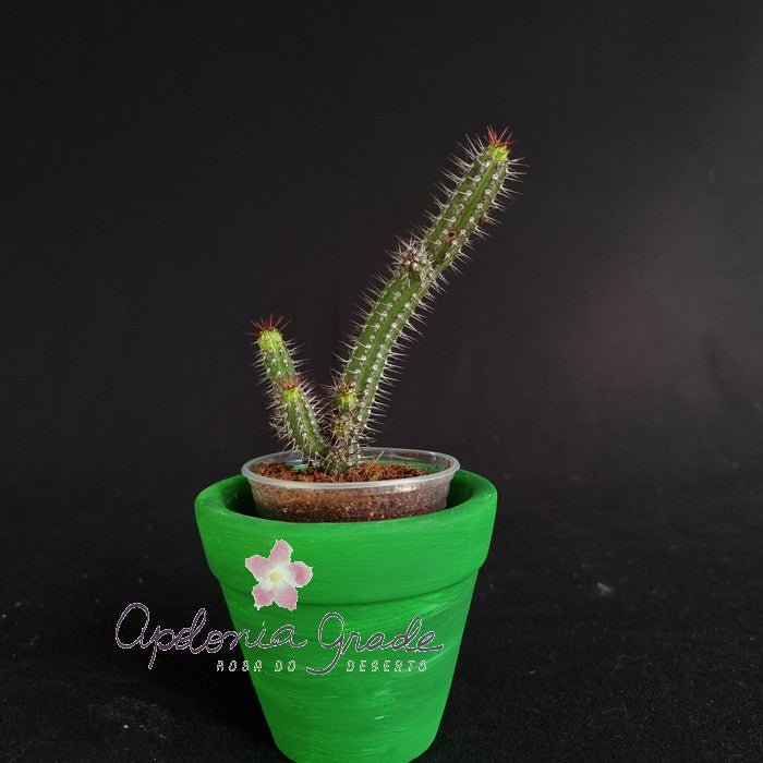 EUPHORBIA BAIONENSIS - Cacto euforbia - Apolonia Grade