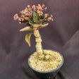 EUPHORBIA FRANCOISII | tam: G - Apolonia Grade