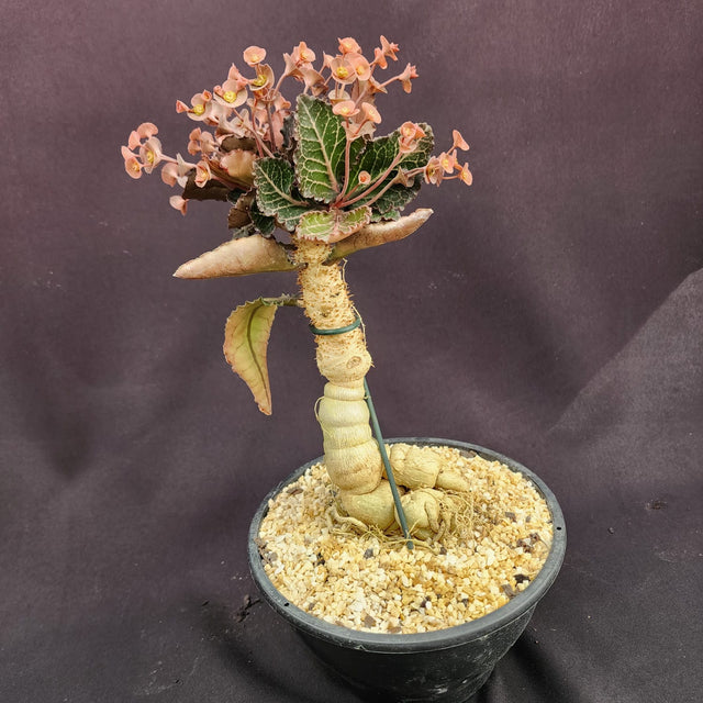 EUPHORBIA FRANCOISII | tam: G - Apolonia Grade
