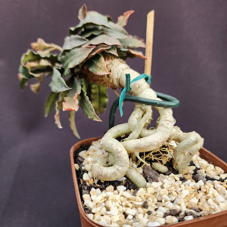 EUPHORBIA FRANCOISII | tam: M - Apolonia Grade