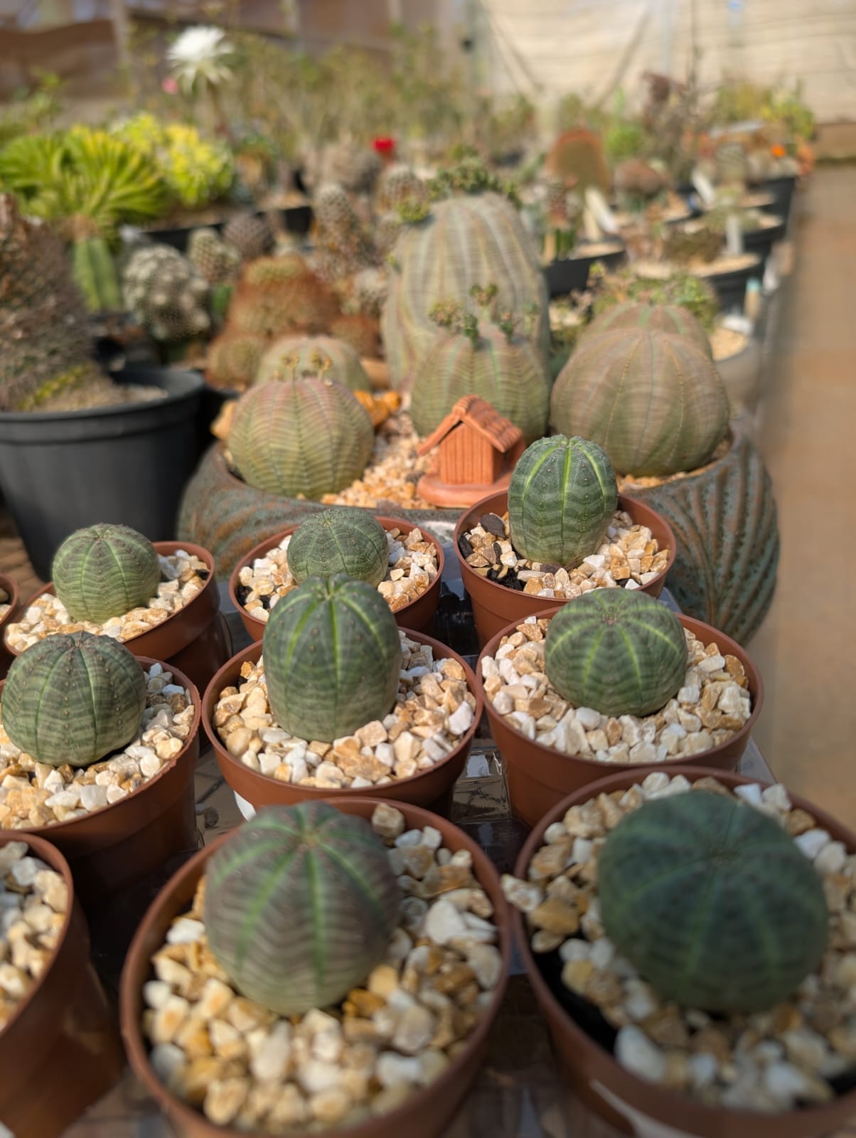 EUPHORBIA OBESA - Apolonia Grade