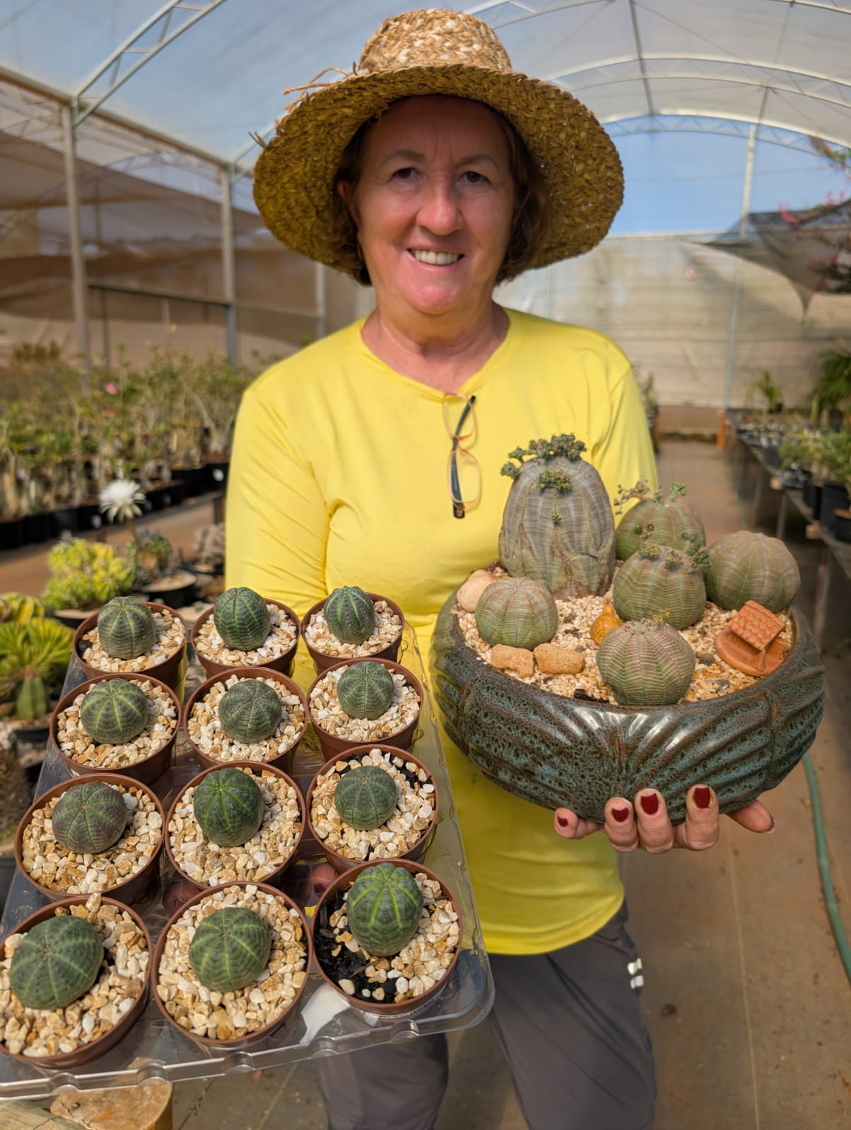 EUPHORBIA OBESA - Apolonia Grade