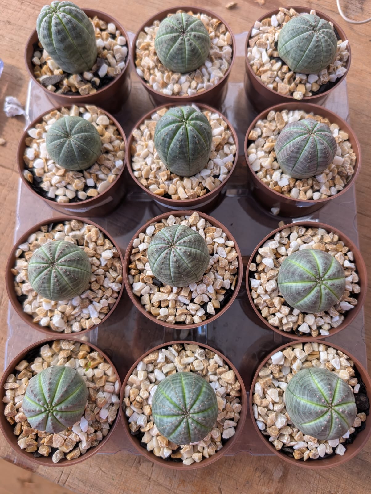 EUPHORBIA OBESA - Apolonia Grade