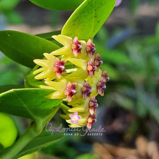 FLOR DE CERA - HOYA CUMINGIANA - , AMARELA E ROXA - Apolonia Grade