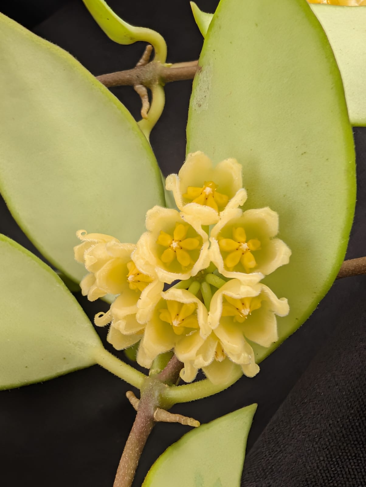 FLOR DE CERA - HOYA NOONA - FLOR MINI AMARELA (CACHOS) - Apolonia Grade