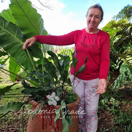Folhagem - Anthurium Gracilis - (Antuiro) - Apolonia Grade