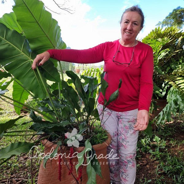Folhagem - Anthurium Gracilis - (Antuiro) - Apolonia Grade