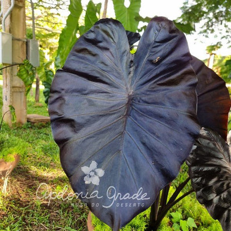 Folhagem - Colocasia Black Swan - Apolonia Grade